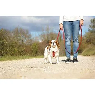 EzyDog Zero Shock Lite Bungee Dog Leash for Small Dogs - Perfect for Dogs 26 lbs or Less - Shock Absorbing Design for Superior Comfort and Control - Reflective for Nighttime Safety (72". Black)