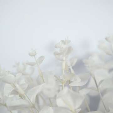 NOLAST 19" Faux Flowers Artificial Silk Silver Dollar Eucalyptus Stems Fake Plant for Vase Home Wedding Decor 3 Pcs (White)