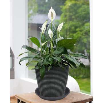 Durable MSKIAUO Plant Saucer Set for Indoor and Outdoor Use