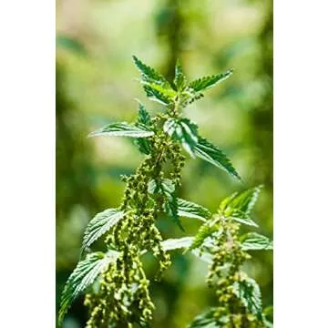 Health Embassy Stinging Nettle Leaf Tea for Wellness