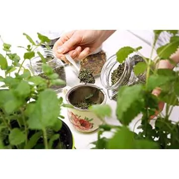 Health Embassy Stinging Nettle Leaf Tea for Wellness