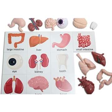 Curious Minds Busy Bags Montessori Human Organ Match - Miniature Body Parts with Cards to Match - Ea...