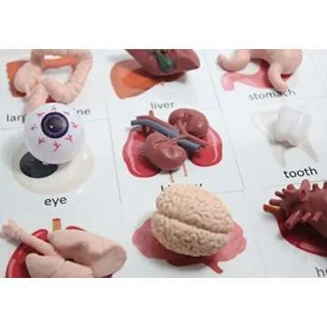 Curious Minds Busy Bags Montessori Human Organ Match - Miniature Body Parts with Cards to Match - Early Childhood Biology Learning Toy