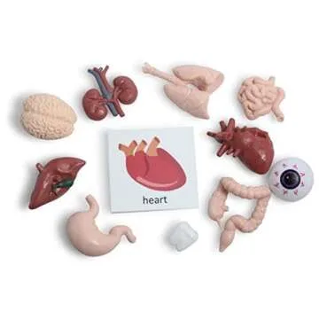 Curious Minds Busy Bags Montessori Human Organ Match - Miniature Body Parts with Cards to Match - Early Childhood Biology Learning Toy