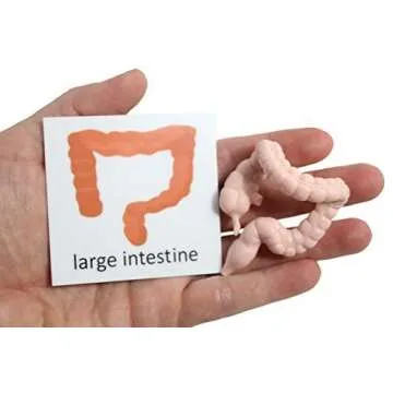 Curious Minds Busy Bags Montessori Human Organ Match - Miniature Body Parts with Cards to Match - Early Childhood Biology Learning Toy