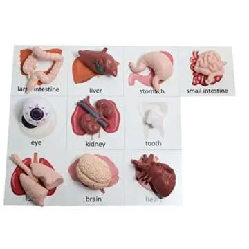 Curious Minds Busy Bags Montessori Human Organ Match - Miniature Body Parts with Cards to Match - Early Childhood Biology Learning Toy