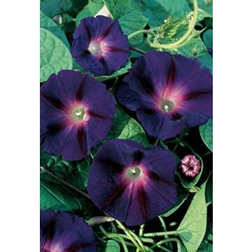 Burpee Grandpa Ott Morning Glory Seeds 60 seeds