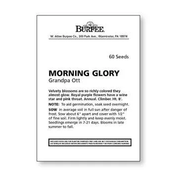 Burpee Grandpa Ott Morning Glory Seeds 60 seeds