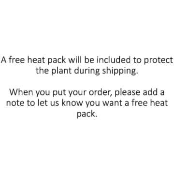 Bloomify Live Sundew Plant Terrarium – Enclosed Ecosystem with Zero Maintenance – Unique Ecosphere Plants for Home Décor – Drosera Spatula Sundew Plant –Great Gift – Self-Sustaining Terrarium