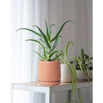 D'vine Dev 6 Inch Terracotta Beaded Planter Pot - Flower Pot with Drainage Hole and Saucer for Indoo...