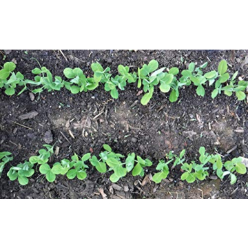 Gardinnovations Heavy-Duty Seed Digger for Easy Planting