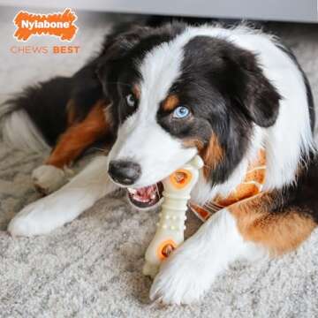 Nylabone Chew & Treat Toy for Large Dogs, Tough & Fun