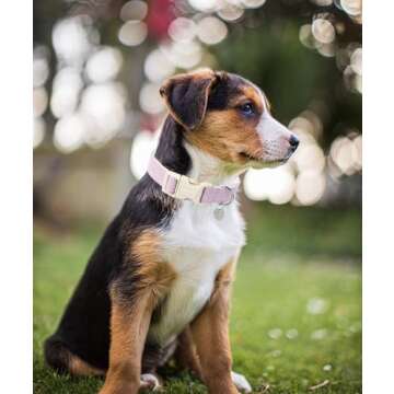 DOGWONG Cotton Hemp Dog Collar - Adjustable & Durable