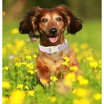 DOGWONG Cotton Hemp Dog Collar - Adjustable & Durable