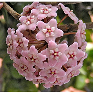 Hindu Indian Rope Plant - Exotic Houseplant in 4" Pot