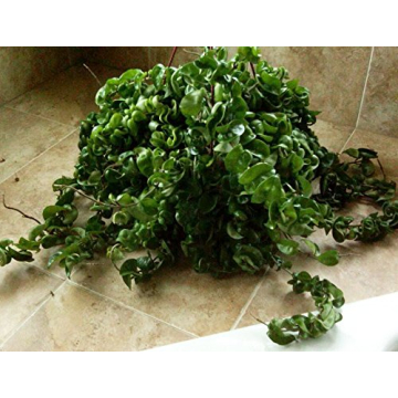 Hindu Indian Rope Plant - Exotic Houseplant in 4" Pot