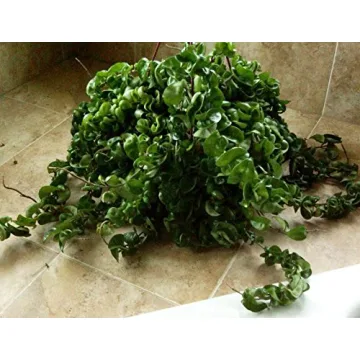 Hindu Indian Rope Plant - Exotic Houseplant in 4" Pot