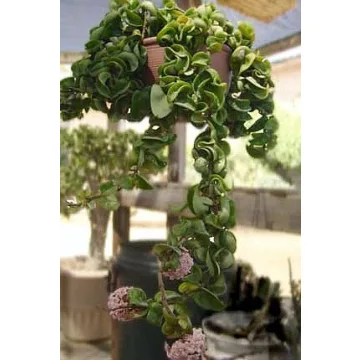 Hindu Indian Rope Plant - Exotic Houseplant in 4" Pot