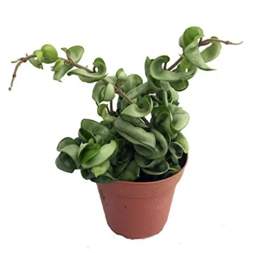 Hindu Indian Rope Plant - Exotic Houseplant in 4" Pot