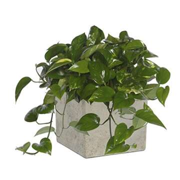 Classic Home & Garden 3/0935/1 Cement Square Planter, 8" Natural