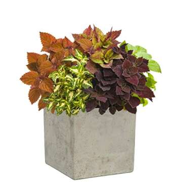 Classic Home & Garden 3/0935/1 Cement Square Planter, 8" Natural