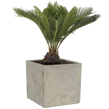 Classic Home & Garden 3/0935/1 Cement Square Planter, 8" Natural