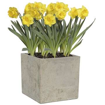 Classic Home & Garden 3/0935/1 Cement Square Planter, 8" Natural