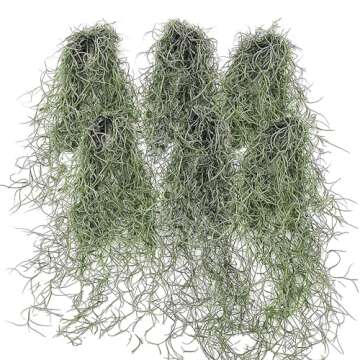 ragnaroc Air Plants - Tillandsia Usneoides Spanish Moss, Jumbo 15" - 6 oz - Live Arrival Gauranteed ...