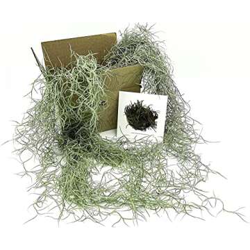 ragnaroc Air Plants - Tillandsia Usneoides Spanish Moss, Jumbo 15" - 6 oz - Live Arrival Gauranteed - House Plants for Home Decor & Gift