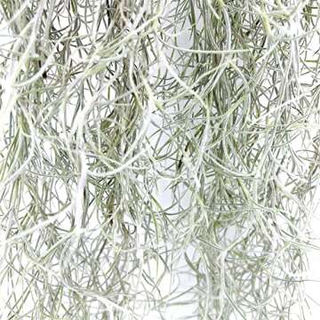 ragnaroc Air Plants - Tillandsia Usneoides Spanish Moss, Jumbo 15" - 6 oz - Live Arrival Gauranteed - House Plants for Home Decor & Gift