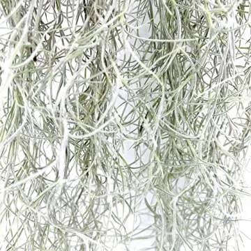 Ragnaroc Live Spanish Moss - Air Plants for Home Decor