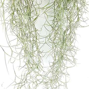 ragnaroc Air Plants - Tillandsia Usneoides Spanish Moss, Jumbo 15" - 6 oz - Live Arrival Gauranteed - House Plants for Home Decor & Gift