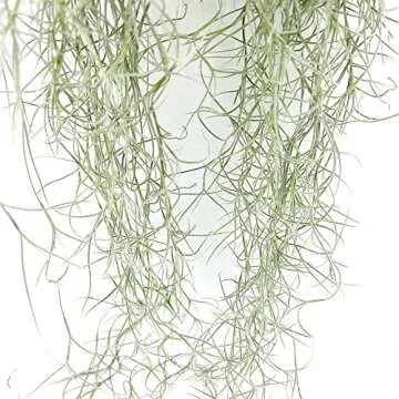 Ragnaroc Live Spanish Moss - Air Plants for Home Decor
