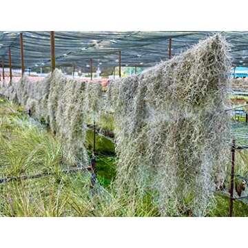 ragnaroc Air Plants - Tillandsia Usneoides Spanish Moss, Jumbo 15" - 6 oz - Live Arrival Gauranteed - House Plants for Home Decor & Gift