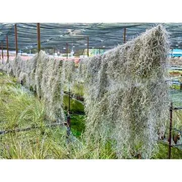 Ragnaroc Live Spanish Moss - Air Plants for Home Decor