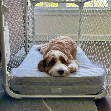 Diggs Bolstr Memory Foam Dog Bed with Headrest for Pets