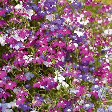 Seeds Lobelia Mix Annual Flowers for Planting Non GMO