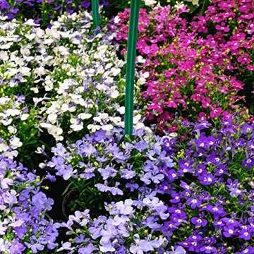 Lobelia Mix Annual Flower Seeds Non-GMO for All Zones