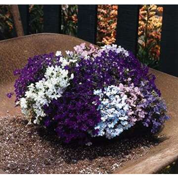 Seeds Lobelia Mix Annual Flowers for Planting Non GMO