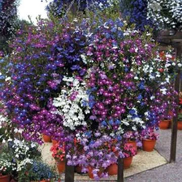 Lobelia Mix Annual Flower Seeds Non-GMO for All Zones