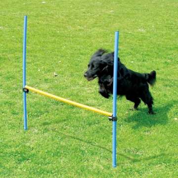 PAWISE All-in-One Dog Agility Training Equipment Set for Active Dogs