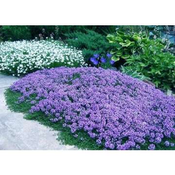 20,000+ Creeping Thyme Seeds - Aromatic Ground Cover, Non-GMO