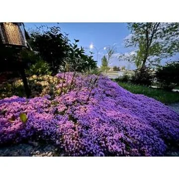 Creeping Thyme Seeds - 20,000+ Non-GMO Perennial Seeds