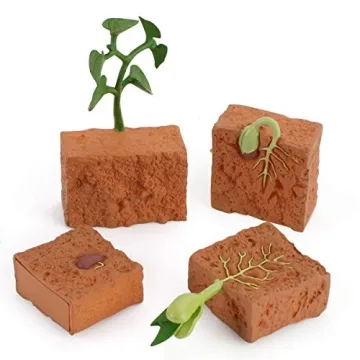 Farm Plant Life Cycle Model Set for Kids Educational Play