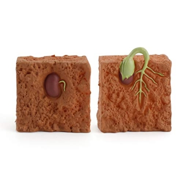 Farm Plant Life Cycle Model Set for Kids Educational Play