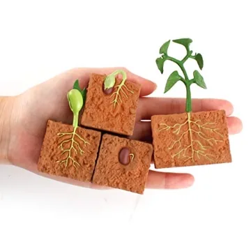 Farm Plant Life Cycle Model Set for Kids Educational Play