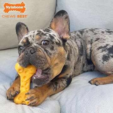 Nylabone Cheese Bone Power Chew Toy for Dogs, Cute Dog Toys for Aggressive Chewers, Cheese Flavor, M...