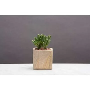 Paddywax Woods Collection 12-Ounce Soy Candle at Home