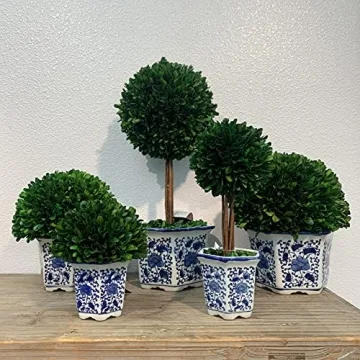 Galt International Preserved Natural Boxwood in Ceramic Pot - Plant and Table Centerpiece - Stunning Greenery and Plant Decor for Home - Blue & White - 9.5” Tall
