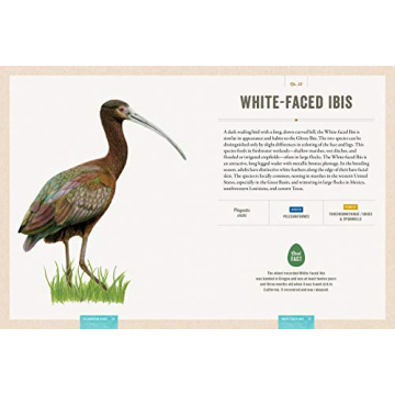 Interactive Bird Guide with Stunning Artwork